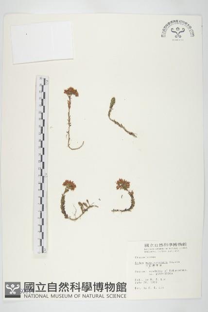 玉山佛甲草藏品圖，第1張