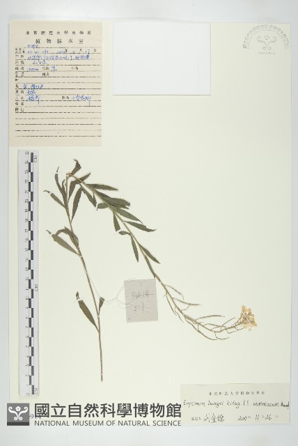 糖芥藏品圖，第1張