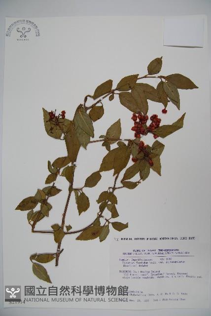 狹葉莢迷藏品圖，第1張