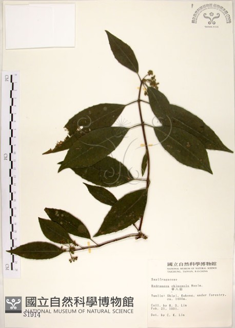 華八仙藏品圖，第1張