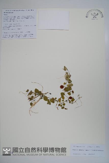 普剌特草藏品圖，第1張