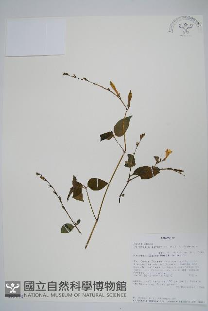 赤道櫻草藏品圖，第1張