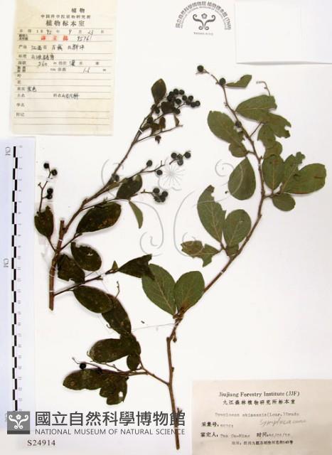 灰木藏品圖，第1張