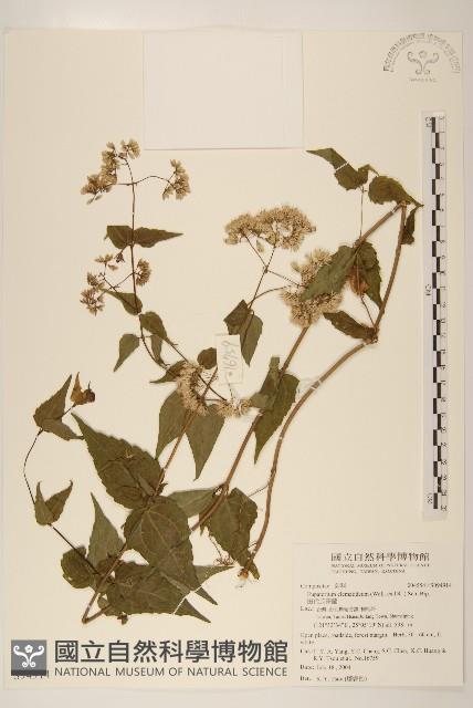 田代氏澤蘭藏品圖，第1張
