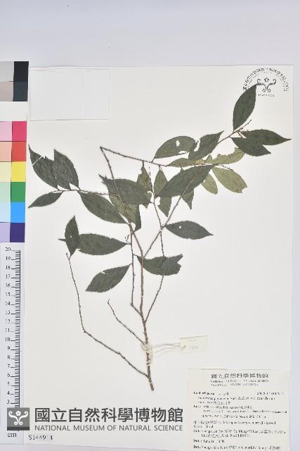 密花五月茶藏品圖，第1張