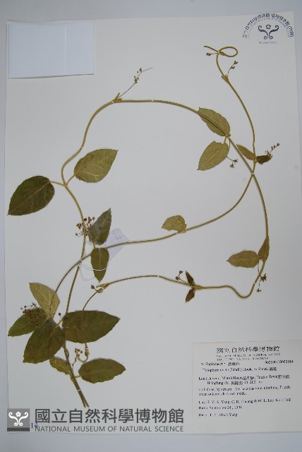 鷗蔓藏品圖，第1張