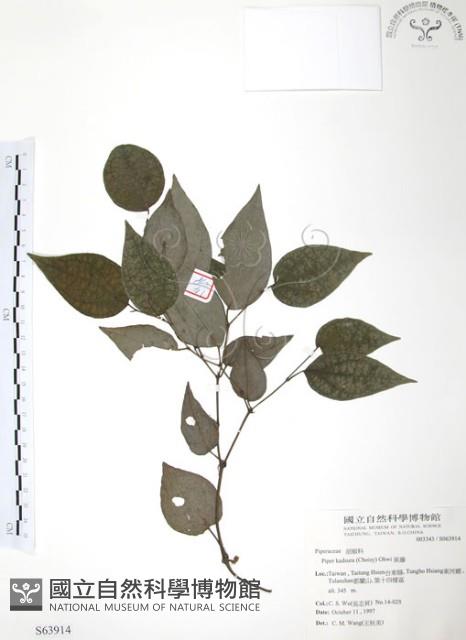 風藤藏品圖，第1張