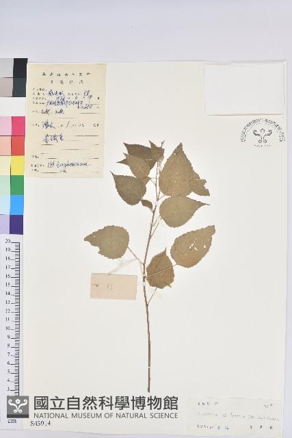 Accession Number:S043914 Collection Image