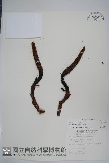 穗花蛇菰藏品圖，第1張