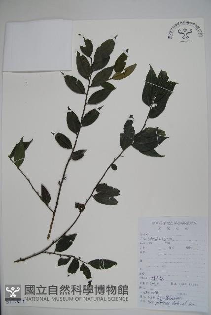 密毛假黃楊藏品圖，第1張