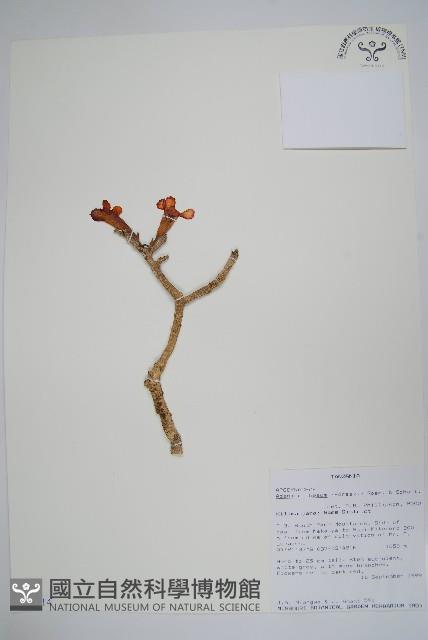 沙漠玫瑰藏品圖，第1張