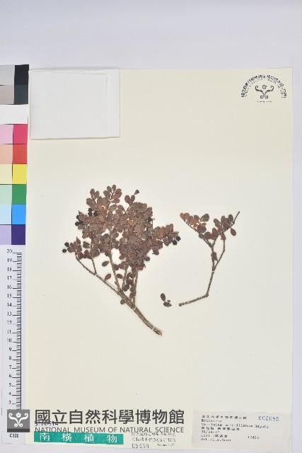 高山越橘藏品圖，第1張