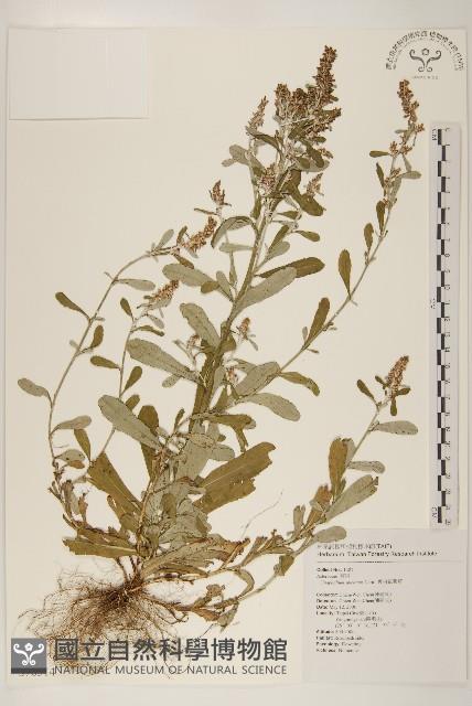 裏白鼠麴草藏品圖，第1張