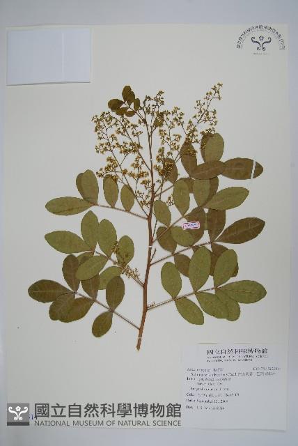 巴西乳香、巴西胡椒木藏品圖，第1張