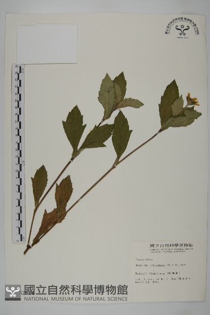 南美蟛蜞菊、三裂葉蟛蜞菊藏品圖，第1張