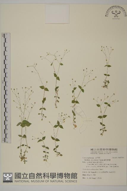 網脈繁縷藏品圖，第1張