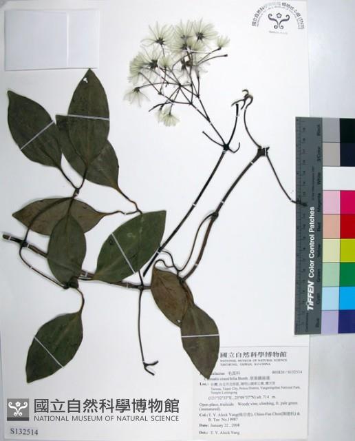 厚葉鐵線蓮藏品圖，第1張