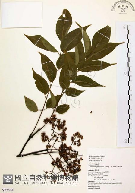 賊仔樹藏品圖，第1張