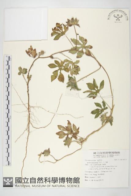 九爪藤藏品圖，第1張