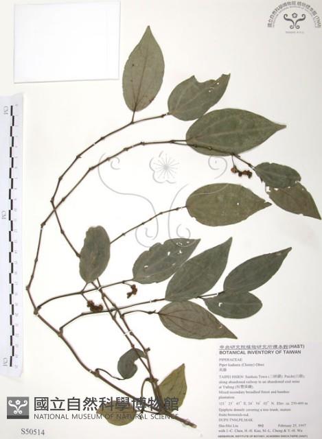 風藤藏品圖，第1張