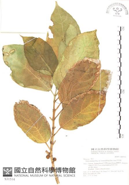 對葉榕藏品圖，第1張