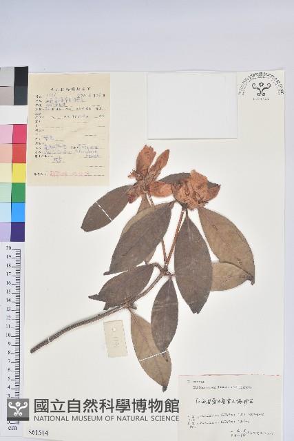 鹿角杜鵑、西施花、青紫木藏品圖，第1張