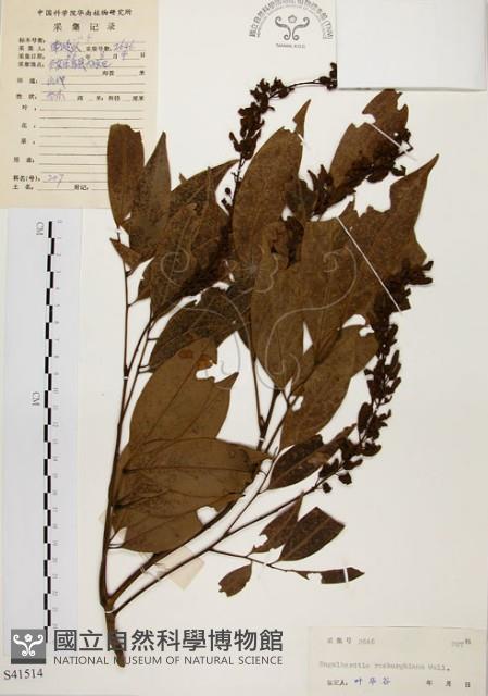 黃杞藏品圖，第1張