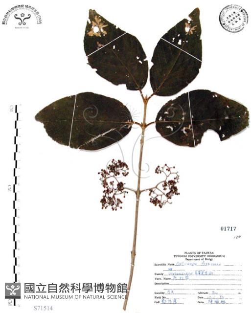 杜虹花，台灣紫珠藏品圖，第1張