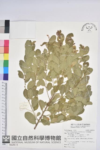 密花白飯樹藏品圖，第1張