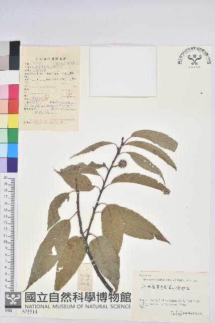 錐栗藏品圖，第1張