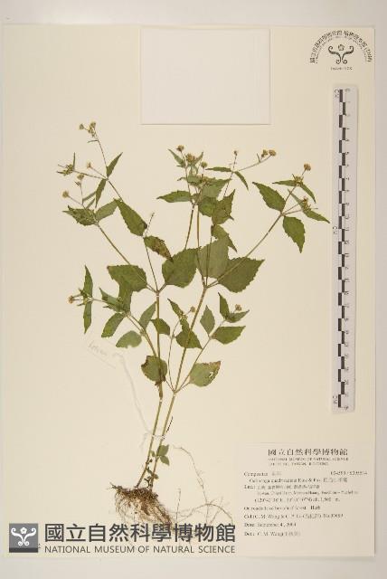粗毛小米菊藏品圖，第1張