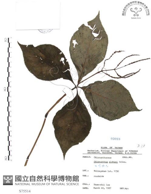 臺灣及己藏品圖，第1張