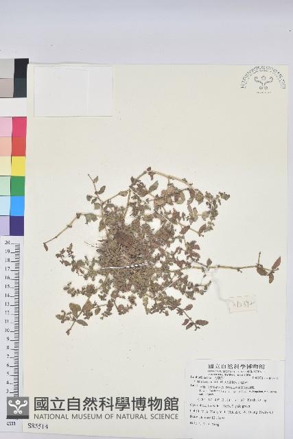 飛揚草藏品圖，第1張