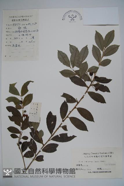 藤胡頹子藏品圖，第1張