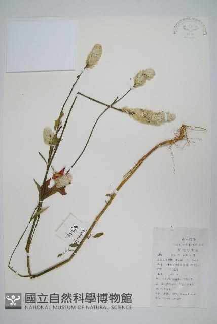 青葙藏品圖，第1張