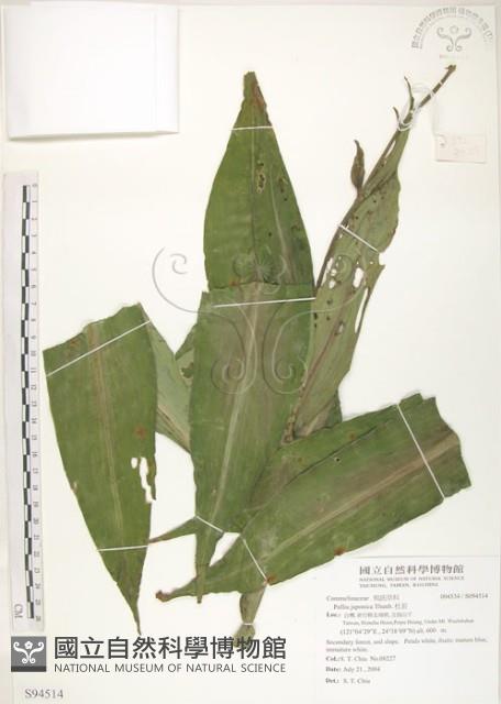 杜若藏品圖，第1張