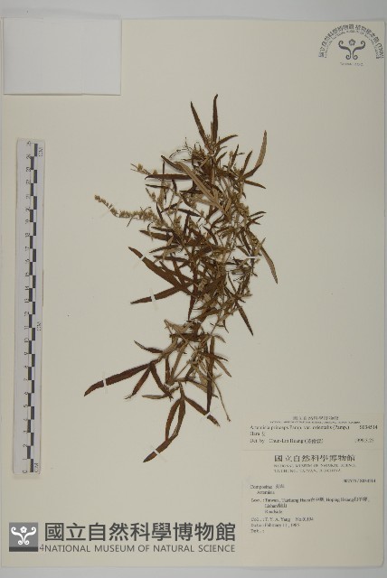 中南蒿藏品圖，第1張