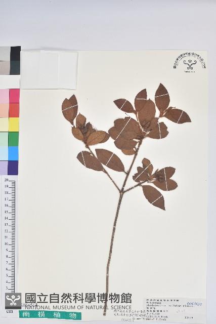 馬銀花藏品圖，第1張