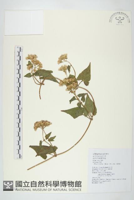 蔓澤蘭藏品圖，第1張