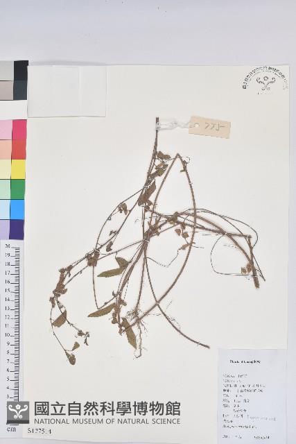 鐵莧菜藏品圖，第1張