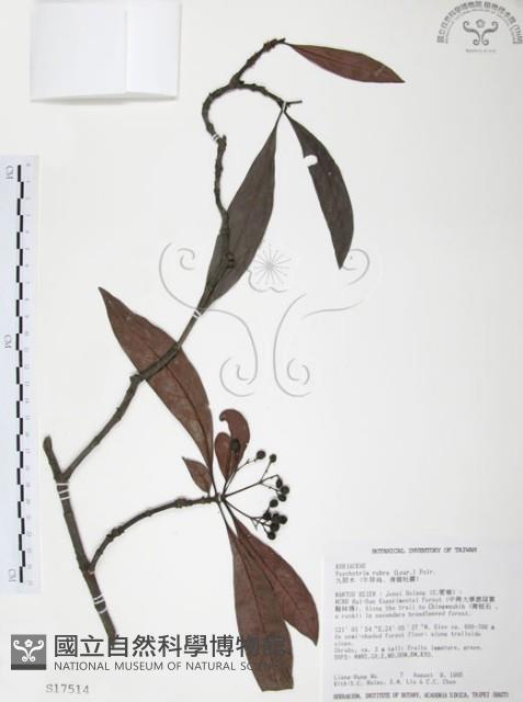 九節木、牛屎烏、青龍吐霧藏品圖，第1張