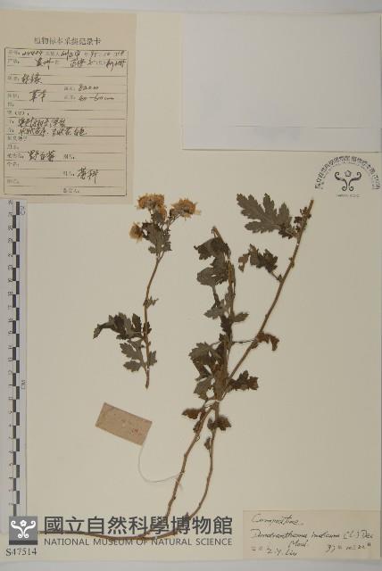 油菊、野菊藏品圖，第1張