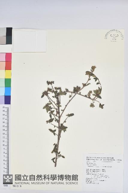 細葉杜鵑、南湖杜鵑、志佳陽杜鵑藏品圖，第1張