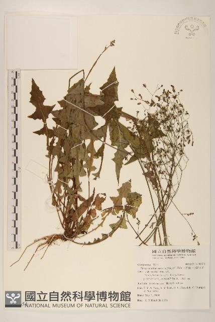 山苦藚、假福王草藏品圖，第1張