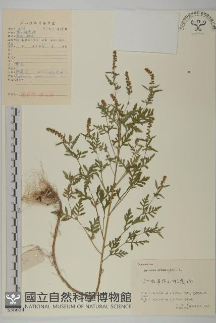 豬草、瘤果菊藏品圖，第1張