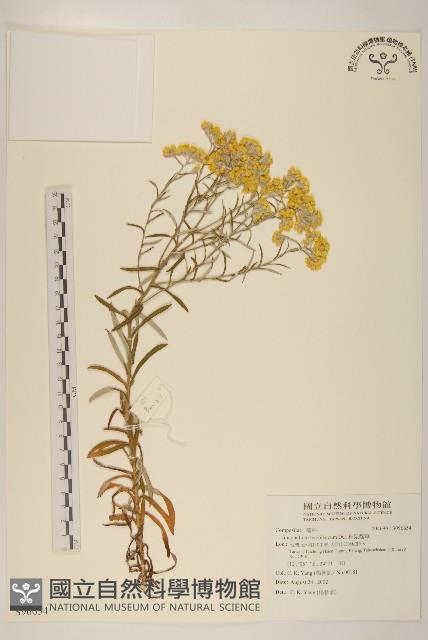 秋鼠麴草藏品圖，第1張