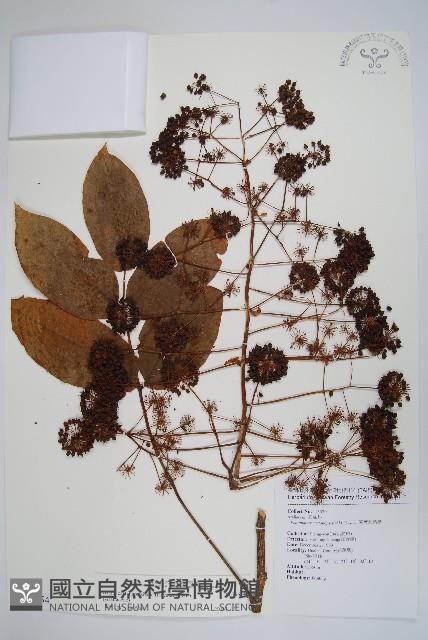 登錄號:S076654藏品圖，第1張