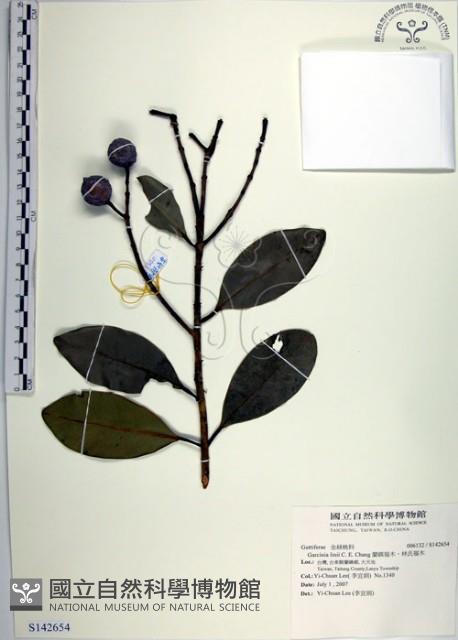 蘭嶼福木、林氏福木藏品圖，第1張