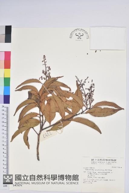 柳葉假木荷藏品圖，第1張