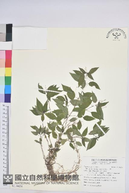 山靛藏品圖，第1張